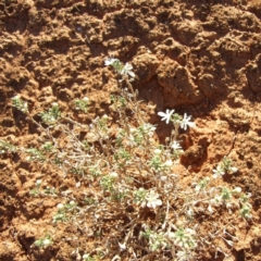 Teucrium racemosum (Grey Germander) at Gluepot, SA - 25 Apr 2010 by WendyEM