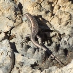 Unidentified Skink at Gluepot, SA - 25 Apr 2010 by WendyEM