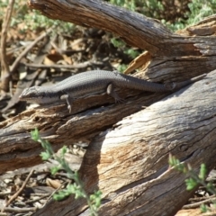 Unidentified Skink at Gluepot, SA - 25 Apr 2010 by WendyEM