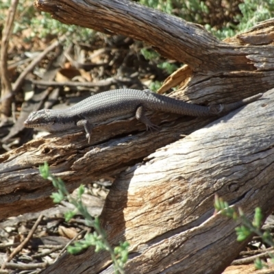 Unidentified Skink at Gluepot, SA - 25 Apr 2010 by WendyEM