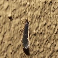 Monopis ethelella (Dead Sheep's Moth) at Donald, VIC - 26 Apr 2010 by WendyEM