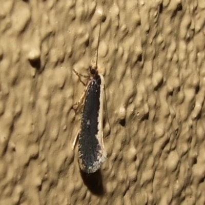 Monopis ethelella (Dead Sheep's Moth) at Donald, VIC - 26 Apr 2010 by WendyEM