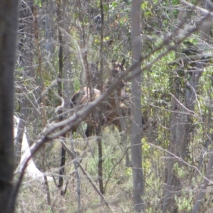 Equus caballus at Pilot Wilderness, NSW - 26 Mar 2013