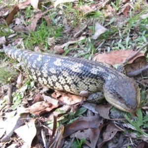 Tiliqua nigrolutea at Pilot Wilderness, NSW - 26 Mar 2013 02:28 PM