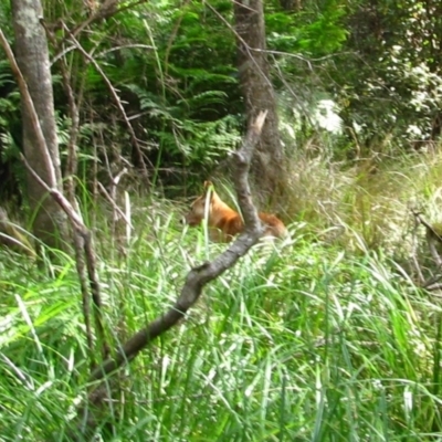 Canis lupus (Dingo / Wild Dog) at Tom Groggin, VIC - 27 Mar 2013 by MB