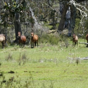 Equus caballus at Pilot Wilderness, NSW - suppressed