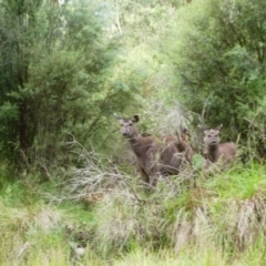 Cervus unicolor (Sambar Deer) at Pilot Wilderness, NSW - 14 Dec 2017 by MB