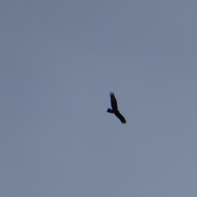 Aquila audax (Wedge-tailed Eagle) at Royalla, NSW - 8 Apr 2017 by MB