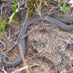 Drysdalia coronoides (White-lipped Snake) at Munyang, NSW - 12 Mar 2017 by MB