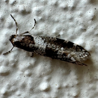 Lepidoscia heliochares (Lepidoscia heliochares) at Braddon, ACT - 20 Jul 2024 by Hejor1