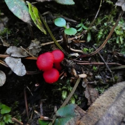 Hygrocybe sp. (Hygrocybe) at Endrick, NSW - 25 May 2017 by MB