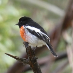 Petroica boodang (Scarlet Robin) at Kambah, ACT - 4 Sep 2017 by MB