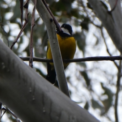 Pachycephala pectoralis (Golden Whistler) at Kambah, ACT - 4 Sep 2017 by MB