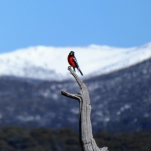 Petroica phoenicea at Rocky Plain, NSW - 10 Sep 2017