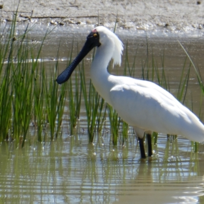 Platalea regia (Royal Spoonbill) at Overland Corner, SA - 14 Oct 2017 by MB