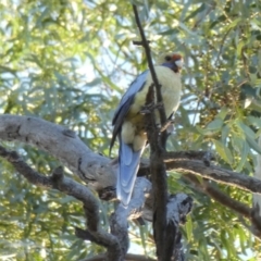 Platycercus elegans flaveolus (Yellow Rosella) at Overland Corner, SA - 14 Oct 2017 by MB