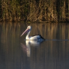 Pelecanus conspicillatus (Australian Pelican) at Overland Corner, SA - 14 Oct 2017 by MB