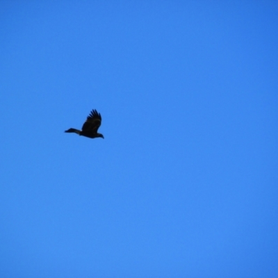 Aquila audax (Wedge-tailed Eagle) at Calwell, ACT - 20 Sep 2014 by MB