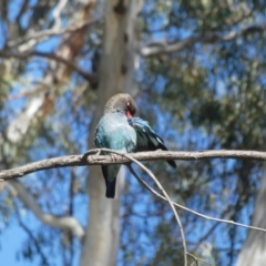 Eurystomus orientalis (Dollarbird) at Mooroopna North, VIC - 19 Nov 2017 by MB