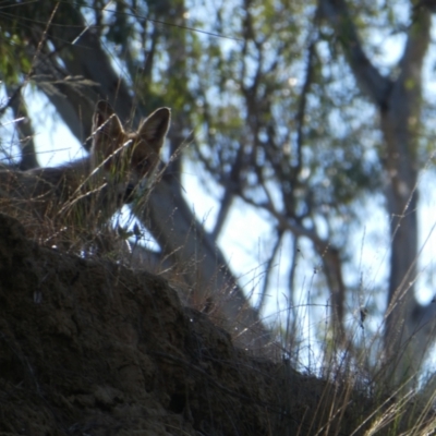 Vulpes vulpes (Red Fox) at Bunbartha, VIC - 19 Nov 2017 by MB