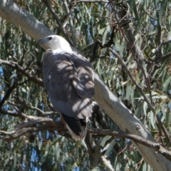 Icthyophaga leucogaster (White-bellied Sea-Eagle) at Kotupna, VIC - 21 Nov 2017 by MB