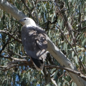 Icthyophaga leucogaster at Kotupna, VIC - 21 Nov 2017 11:13 AM