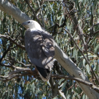 Icthyophaga leucogaster (White-bellied Sea-Eagle) at Kotupna, VIC - 21 Nov 2017 by MB