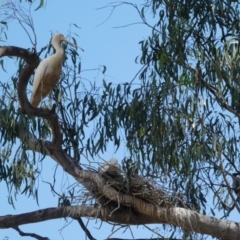 Platalea flavipes (Yellow-billed Spoonbill) at Yambuna, VIC - 22 Nov 2017 by MB