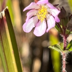 Bauera rubioides (Wiry Bauera) at Jervis Bay, JBT - 20 Jul 2024 by Clarel