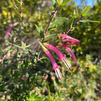 Styphelia tubiflora (Red Five-corners) at Jervis Bay, JBT - 20 Jul 2024 by Clarel