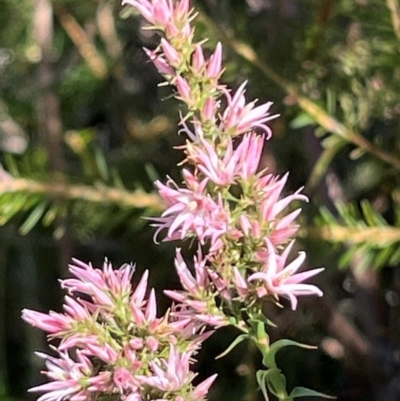 Sprengelia incarnata (Pink Swamp-heath) at Jervis Bay, JBT - 20 Jul 2024 by Clarel