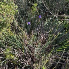 Patersonia glabrata (Native Iris) at Jervis Bay, JBT - 20 Jul 2024 by Clarel