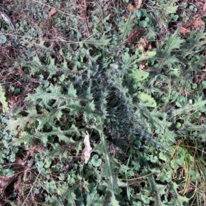 Cirsium vulgare at Watson, ACT - 18 Jul 2024 11:56 AM