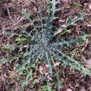 Cirsium vulgare at Watson, ACT - 18 Jul 2024 12:08 PM