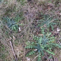 Cirsium vulgare at Watson, ACT - 18 Jul 2024 12:08 PM