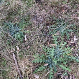 Cirsium vulgare at Watson, ACT - 18 Jul 2024 12:08 PM