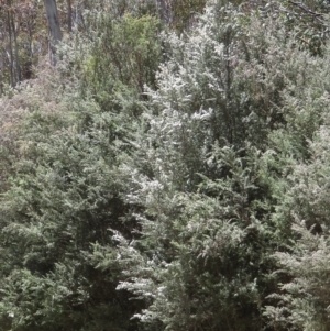 Leptospermum lanigerum at Booth, ACT - 4 Dec 2019 12:44 PM