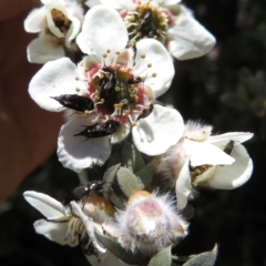 Leptospermum lanigerum at Booth, ACT - 4 Dec 2019 12:44 PM