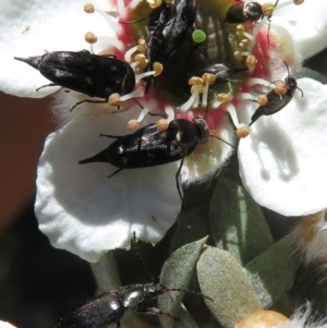 Mordella sp. (genus) at Booth, ACT - 4 Dec 2019