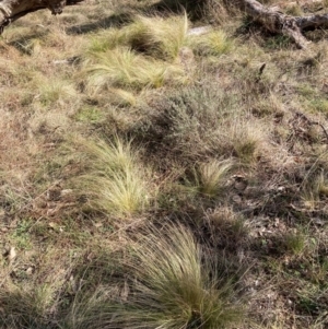 Nassella trichotoma at Watson, ACT - 18 Jul 2024