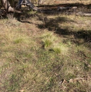 Nassella trichotoma at Watson, ACT - 18 Jul 2024