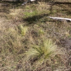 Nassella trichotoma at Watson, ACT - 18 Jul 2024