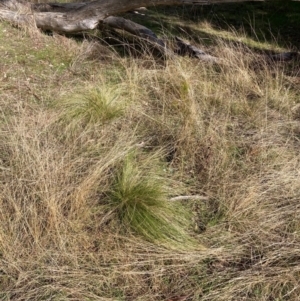 Nassella trichotoma at Watson, ACT - 18 Jul 2024