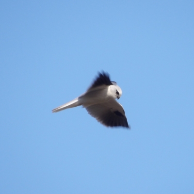 Elanus axillaris (Black-shouldered Kite) at Braidwood, NSW - 19 Jul 2024 by MatthewFrawley