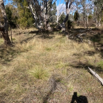 Nassella trichotoma (Serrated Tussock) at Watson, ACT - 18 Jul 2024 by waltraud