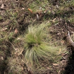 Nassella trichotoma (Serrated Tussock) at Watson, ACT - 18 Jul 2024 by waltraud