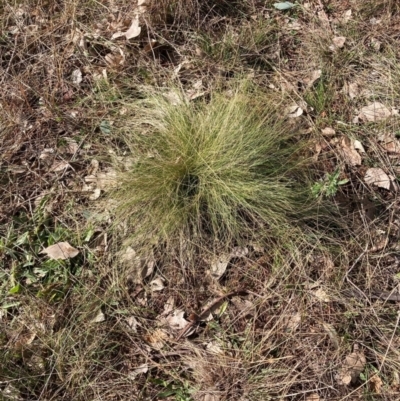 Nassella trichotoma (Serrated Tussock) at Watson, ACT - 18 Jul 2024 by waltraud