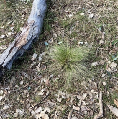 Nassella trichotoma (Serrated Tussock) at Watson, ACT - 18 Jul 2024 by waltraud