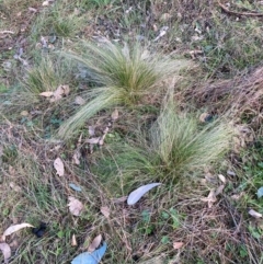 Nassella trichotoma (Serrated Tussock) at Watson, ACT - 18 Jul 2024 by waltraud