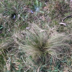 Nassella trichotoma (Serrated Tussock) at Watson, ACT - 18 Jul 2024 by waltraud